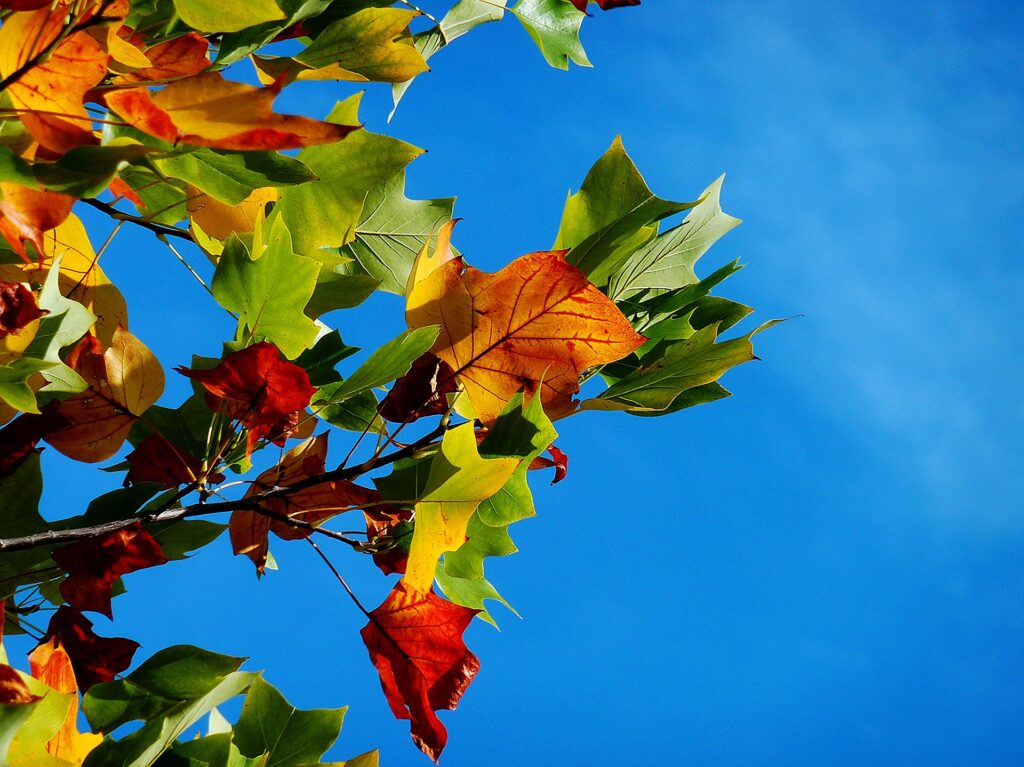 beautiful Plant leaves